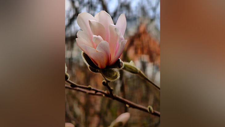 ������ �������� �������� � "����������� �������"