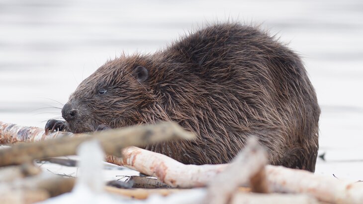 ������ ���������, ��� � ������ ����� �� �������� ������ �������� �������������