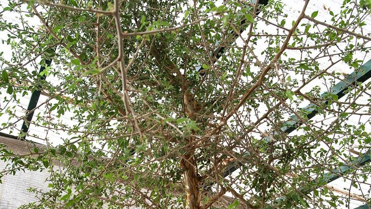 � ������� �������� ���������� ������ ����