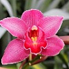 orchid-3(1)