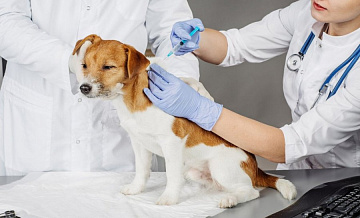 На территории ЗелАО открыты пункты вакцинации домашних животных