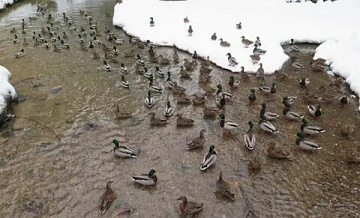 В Зеленограде проведут учет водоплавающих птиц