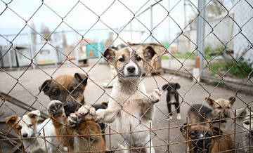 В КЦ «Зеленоград» пройдёт акция по раздаче бездомных животных