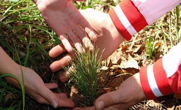 На территории района Савелки Зеленограда будут высажены новые деревья и кустарники 