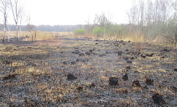 В Зеленограде начались рейды по предотвращению пала сухой травы