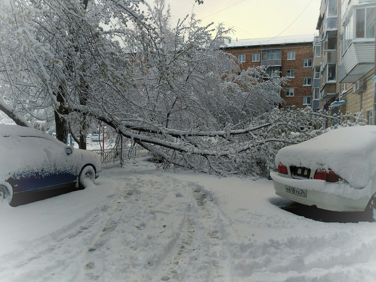В Зеленограде справились с неожиданно выпавшим снегом