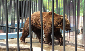 В Зеленограде найденных медведей в Липецкий зоопарк