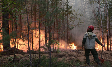 Лесной пожар потушили недалеко от Зеленограда